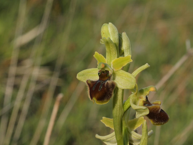 ophrys incubacea sobsp brutia?